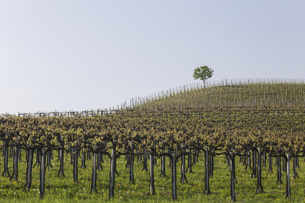 Langhe, Cuneo district, Piedmont, Italy. Langhe wine region spring