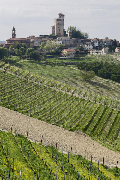 Langhe, Cuneo district, Piedmont, Italy. Langhe wine region spring,Serralunga d’Alba castle