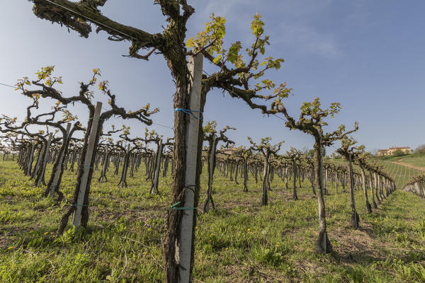 Langhe, Cuneo district, Piedmont, Italy. Langhe wine region spring