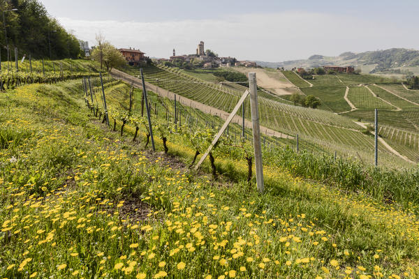 Langhe, Cuneo district, Piedmont, Italy. Langhe wine region spring,view on Serralunga d’Alba castle