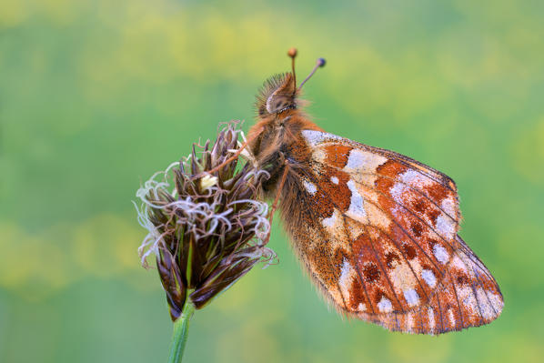 Boloria napaea, Aosta, Italy