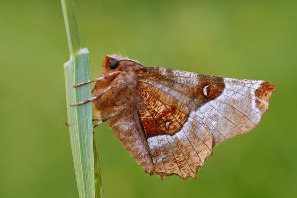 Selenia tetralunaria, Casareggio, Liguria, Italy