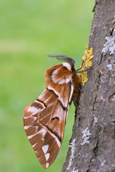 Endromis versicolora, Casareggio, Liguria, Italy