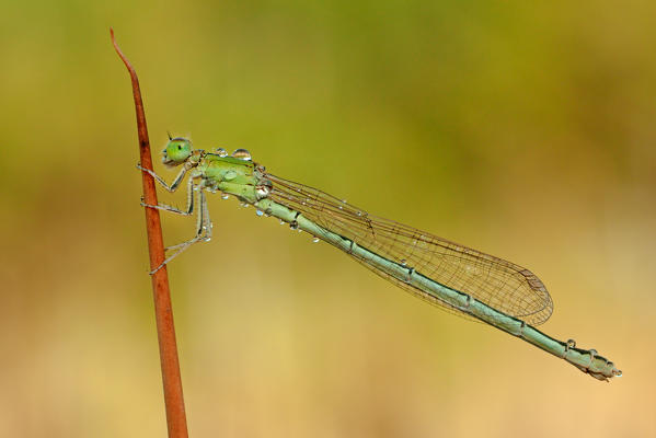 Photo of a young lady photographed at the first light of dawn, on the stem typical of marshes, immersed in the natural park dell'Antola.