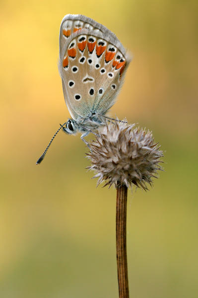 Polyommatus thersites, Liguria, Italy