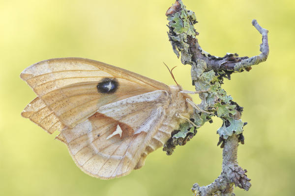 Butterfly, Aglia tau, Vobbia, Liguria, Italy