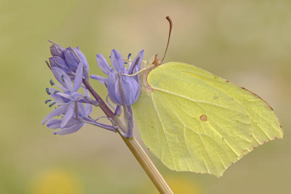 Gonepteryx rhamni, Vobbia, Liguria