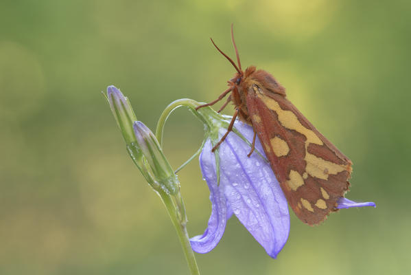 Hyphoraia testudinaria, Vobbia, Italy