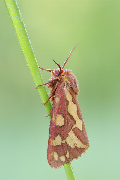 Hyphoraia testudinaria, Vobbia, Italy