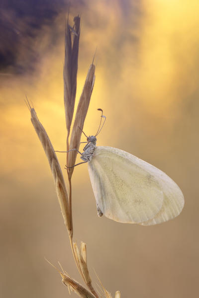 Leptidea sinapis, Vobbia, Italy