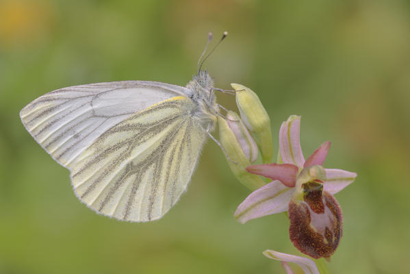 Casareggio, Liguria, Butterfly