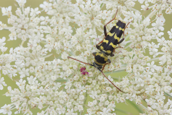 Plagionotus, Piedmont, Italy