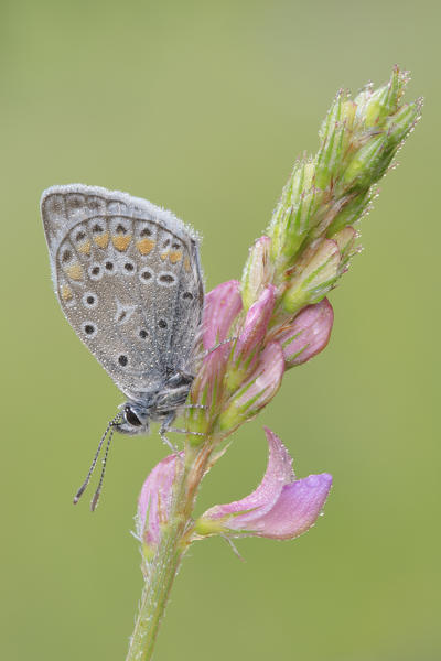 Polyommatus bellargus, Liguria, Italy