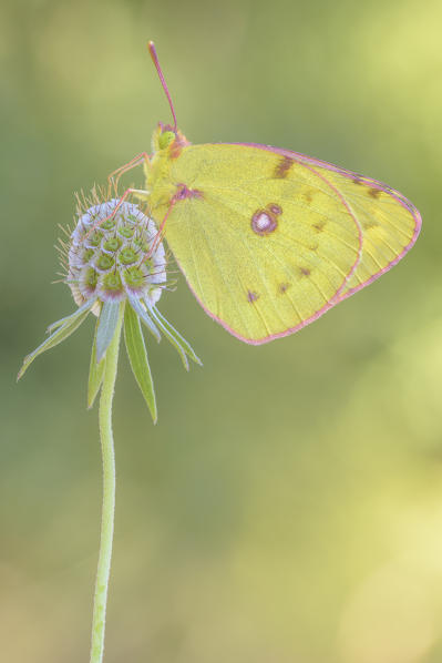 Colias croceus, Liguria, Italy