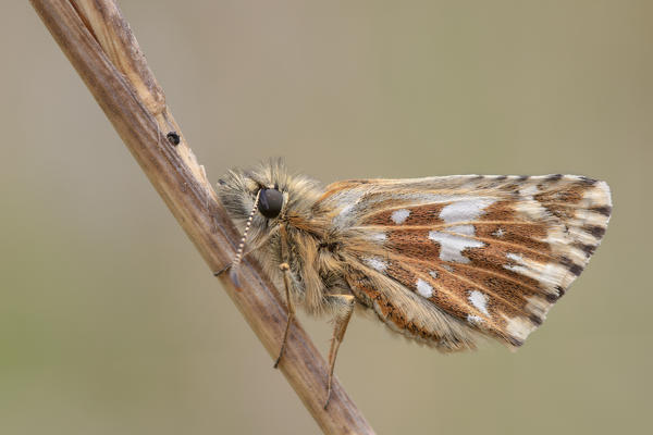 Pyrgus malvoides, butterfly, Salata di Mongiardino, Piedmont, Italy