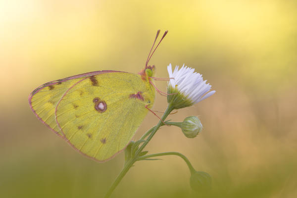 Colias croceus, Liguria, Italy