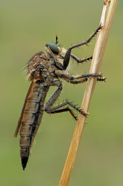 Asilidae, Insect, Piedmont, Italy