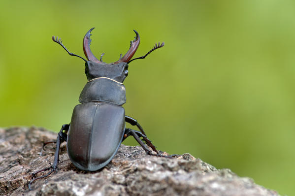 Lucanus cervus, Casareggio, Liguria, Vobbia, Italy