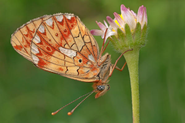 Boloria euphrosyne, Liguria, Italy