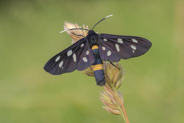 Amata phegea, Liguria, Italy