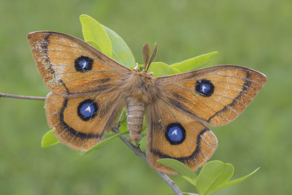 Butterfly, Aglia tau, Vobbia, Liguria, Italy