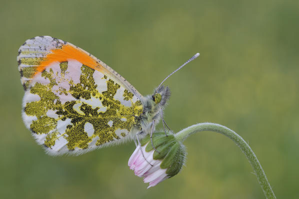 Anthocharis cardamines, Liguria, Vobbia, Genoa 