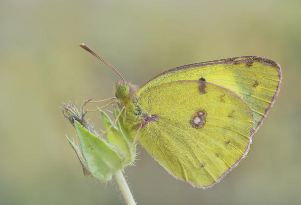 Colias croceus, Liguria, Italy, Genoa