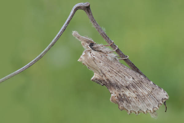  Pterostoma palpina, Vobbia, Liguria, Italy