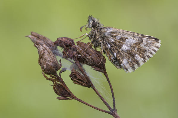 Pyrgus, butterfly, Salata di Mongiardino, Piedmont, Italy