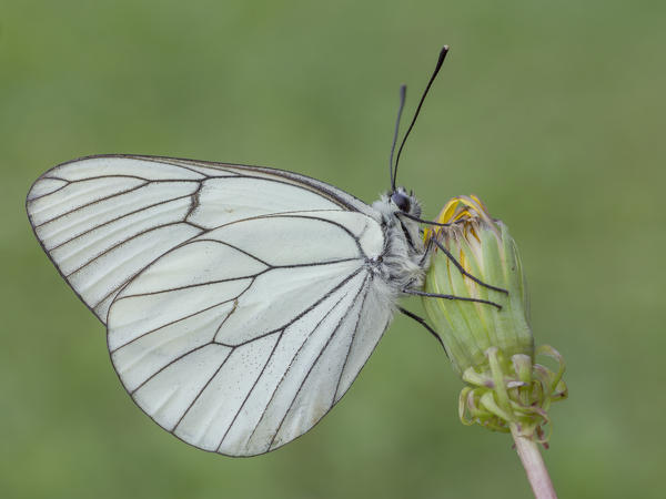 Aporia crataegi, Casareggio, Liguria, Italy