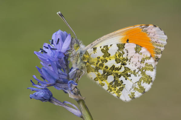 Anthocharis cardamines, Butterfly, Liguria, Vobbia, Genoa 