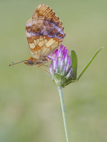 Brenthis daphne, Butterfly, Casareggio, Liguria, Italy