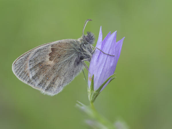 Coenonympha pamphilus, Casareggio, Liguria, Vobbia, Italy