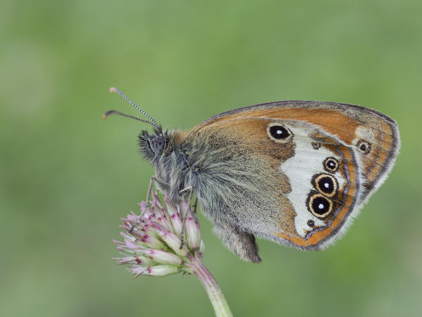 Coenonympha arcania, Casareggio, Liguria, Vobbia, Italy