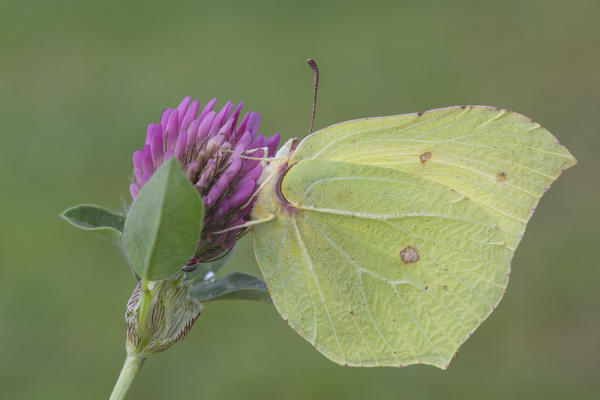 Gonepteryx rhamni, Vobbia, Liguria, Genoa