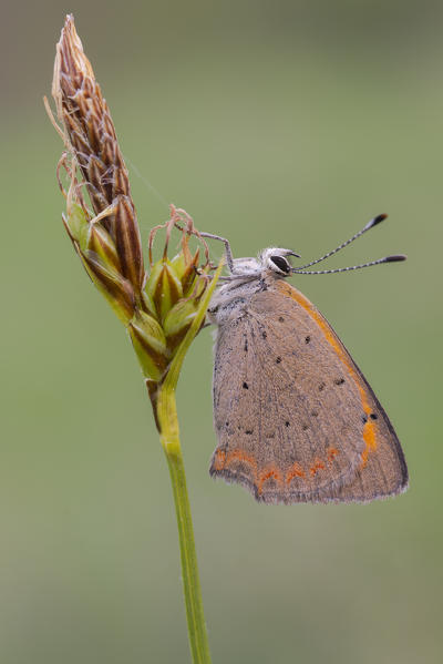 Lycaena phlaeas, Casareggio, Liguria, Italy