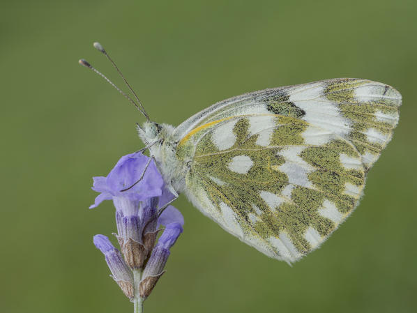 Pontia daplidice, Caprieto of Vobbia, Liguria, Italy