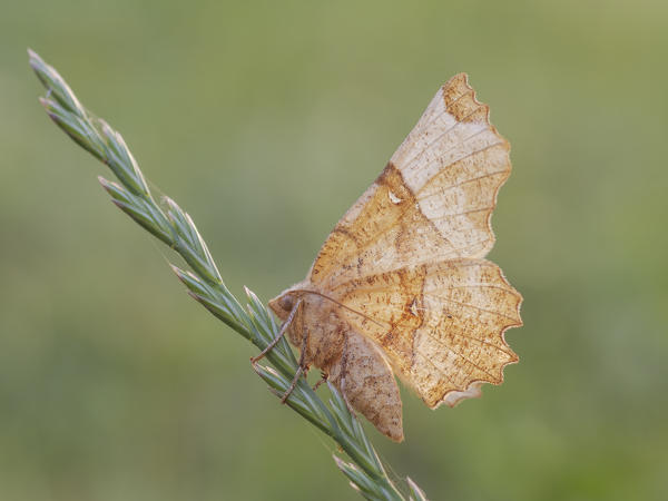 Selenia tetralunaria, Casareggio, Liguria, Italy