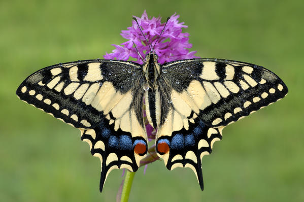 Papilio machaon, Casareggio, Liguria, Italy