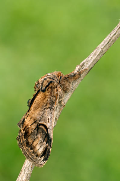 Notodonta ziczac, Liguria, Vobbia, Genoa, Italy