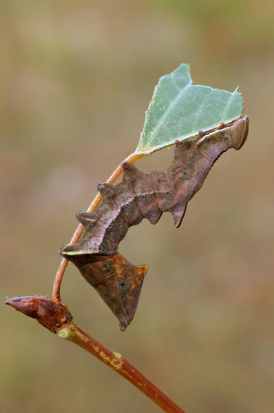 Notodonta ziczac, Liguria, Vobbia, Genoa 