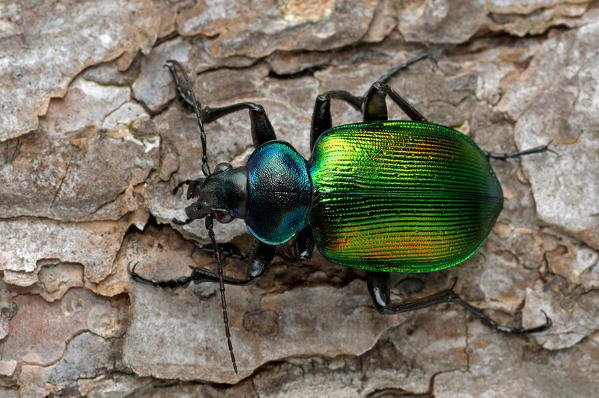 Calosoma sycophanta, Liguria, Vobbia, Genoa 