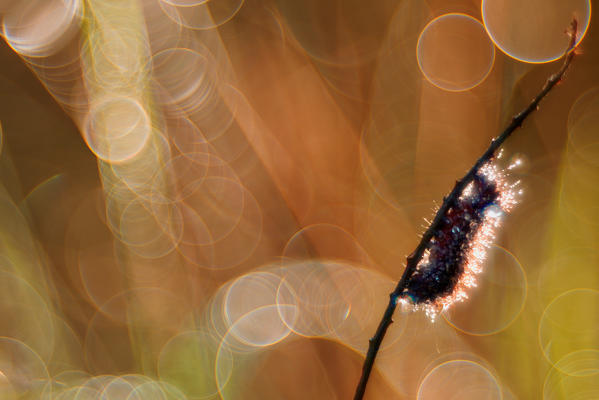 Acronicta euphorbiae, Liguria, Vobbia, Genoa