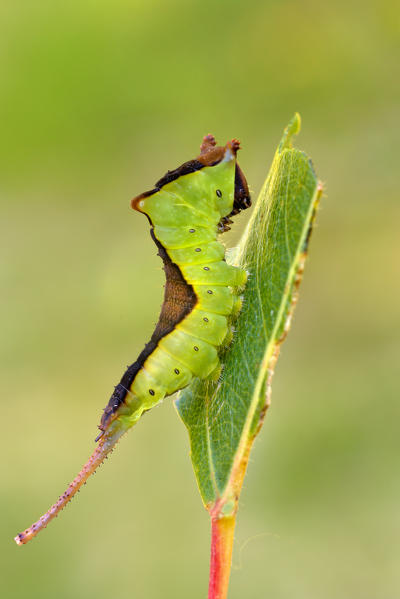 Cerura vinula, Casareggio, Liguria, Vobbia, Italy