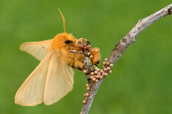 Lemonia taraxaci, Casareggio, Liguria, Italy