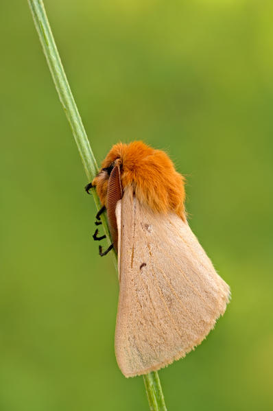 Lemonia taraxaci, Casareggio, Liguria, Italy