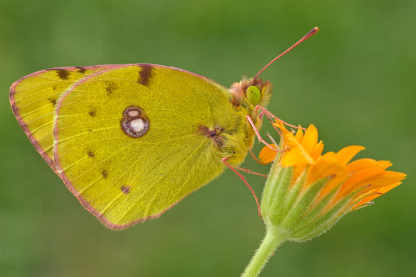 Colias alfacariensis, Casareggio, Liguria, Italy