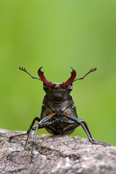 Lucanus cervus, Casareggio, Liguria, Vobbia, Italy