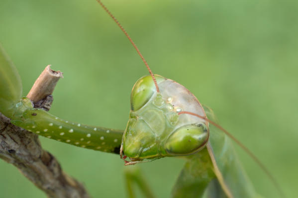 European mantis, Casareggio, Liguria, Vobbia, Italy