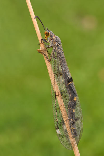 Antlion, Casareggio, Liguria, Vobbia, Italy